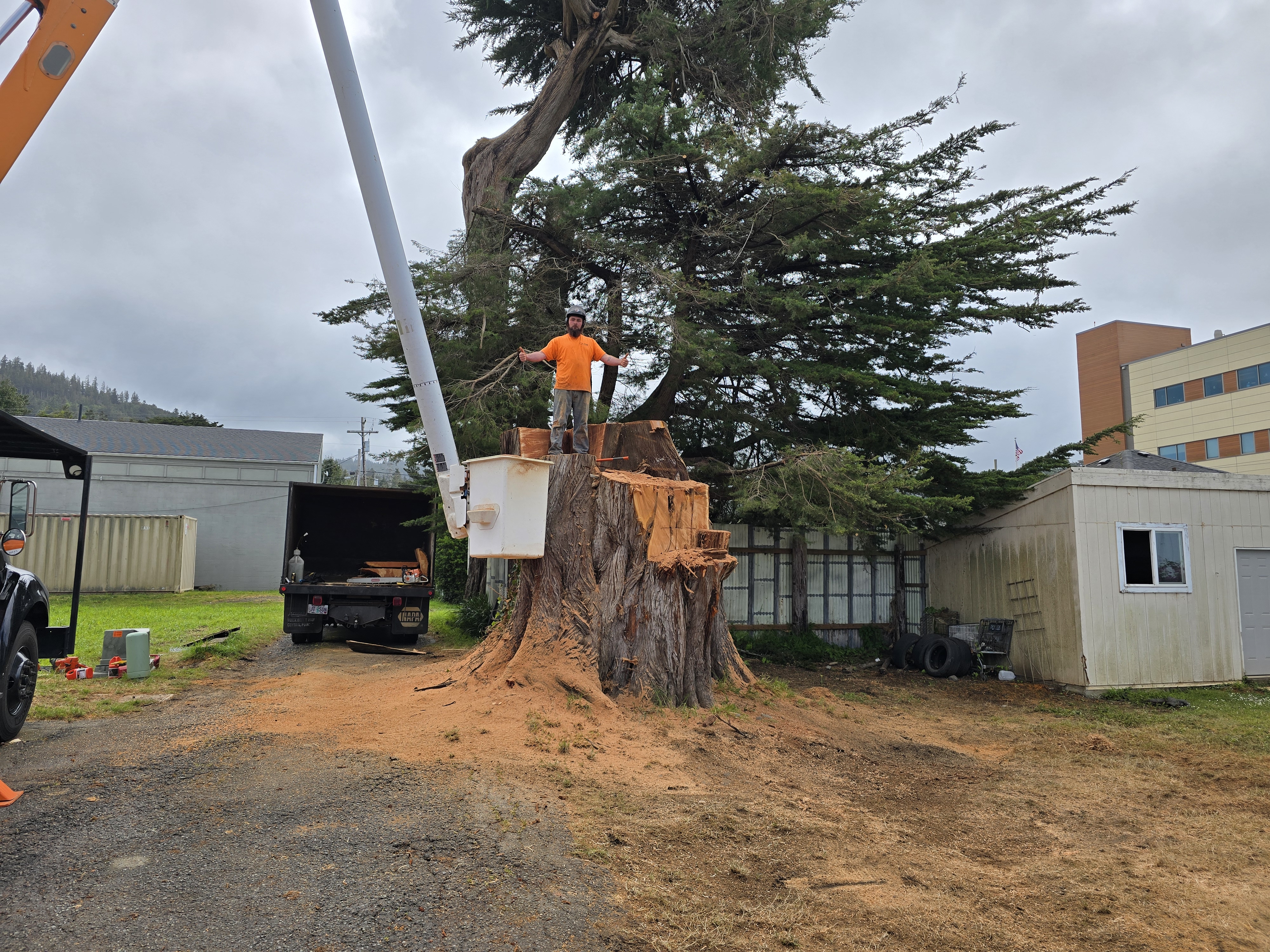 Tree Removal Process