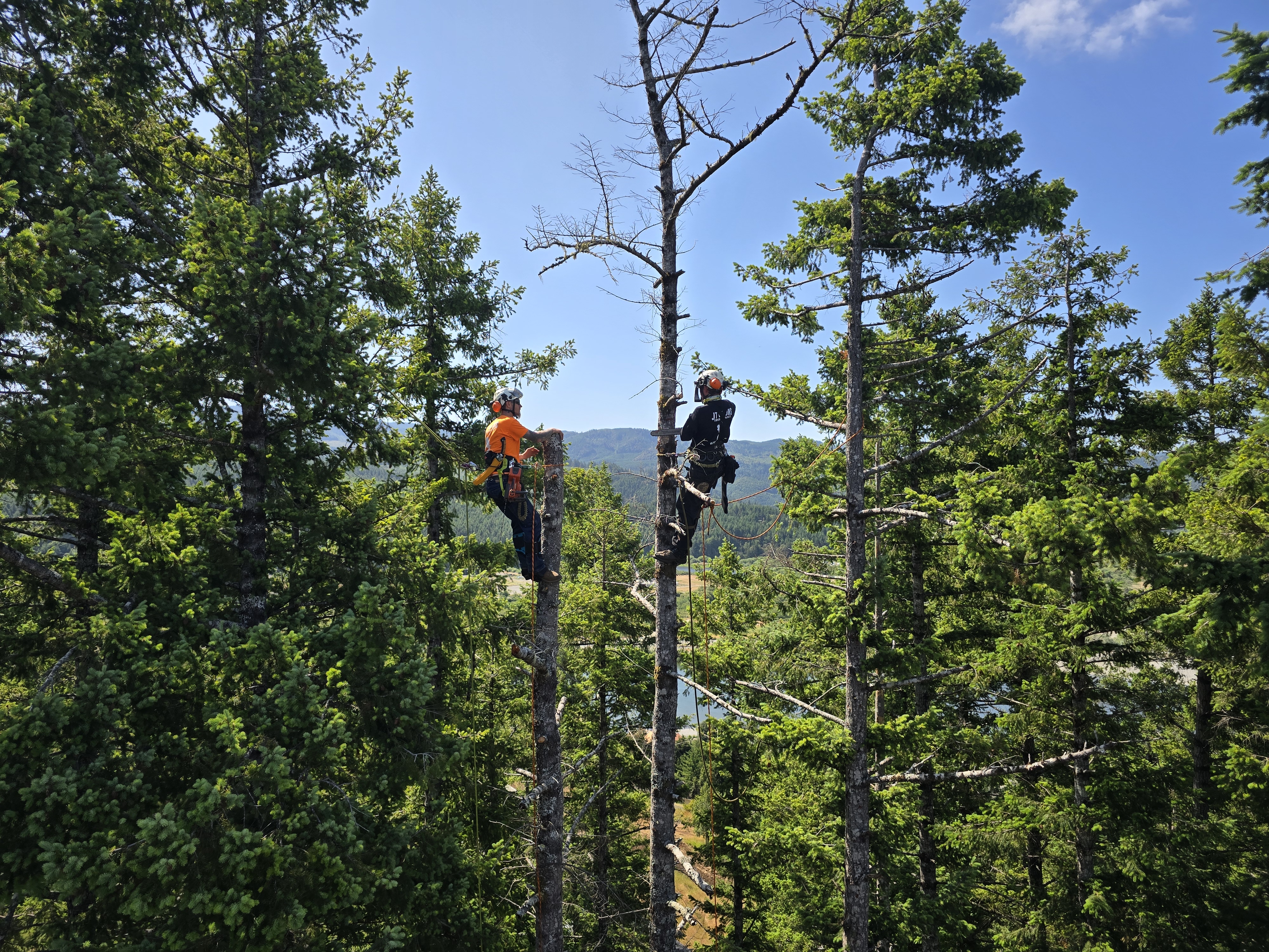 Gold Beach Tree Service