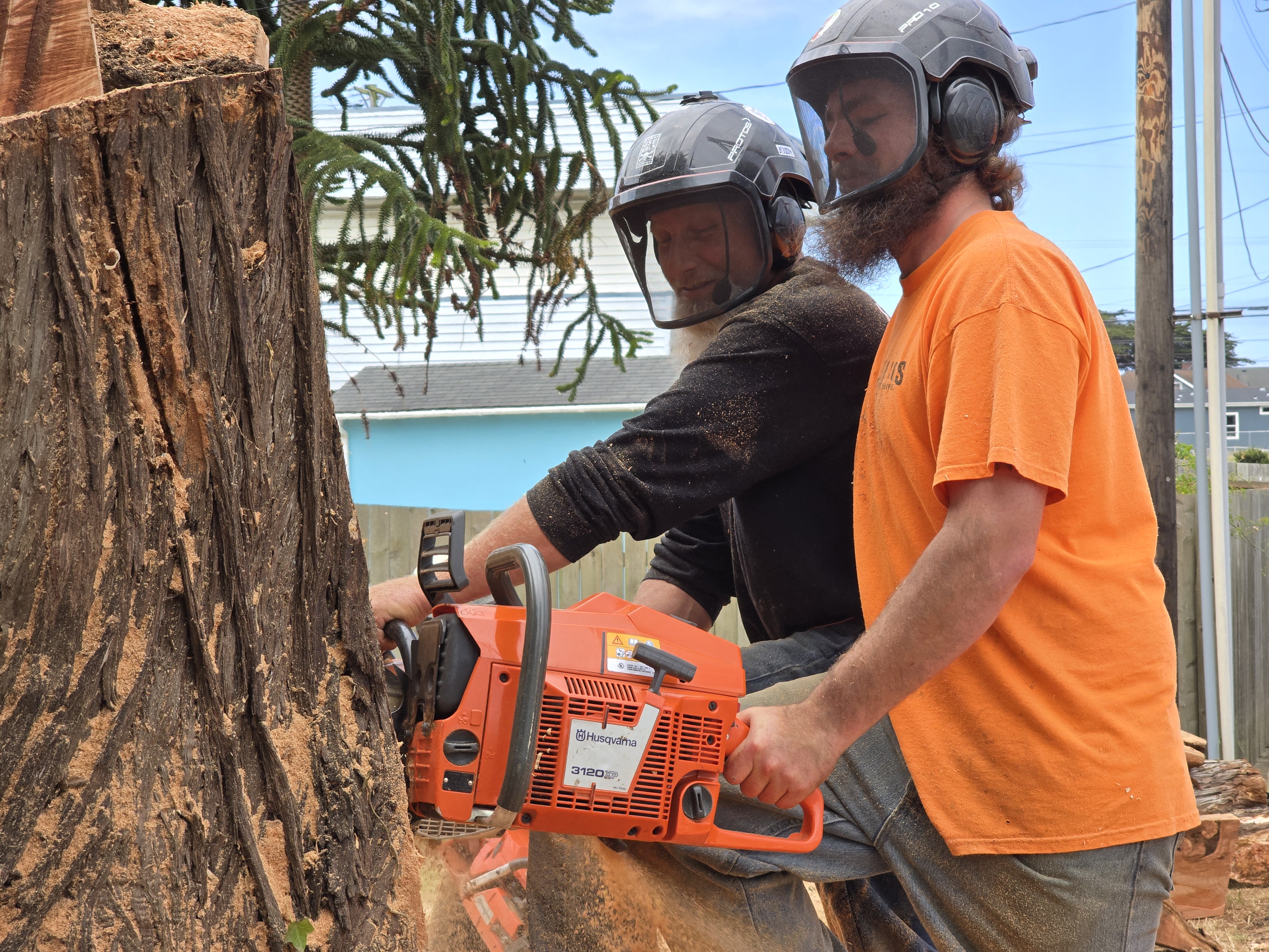 Tree Removal Project