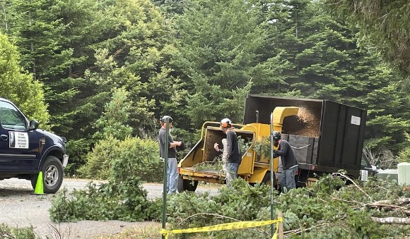 Tree Trimming Near Power Lines in Brookings, OR: Safety Risks and When to Call a Professional